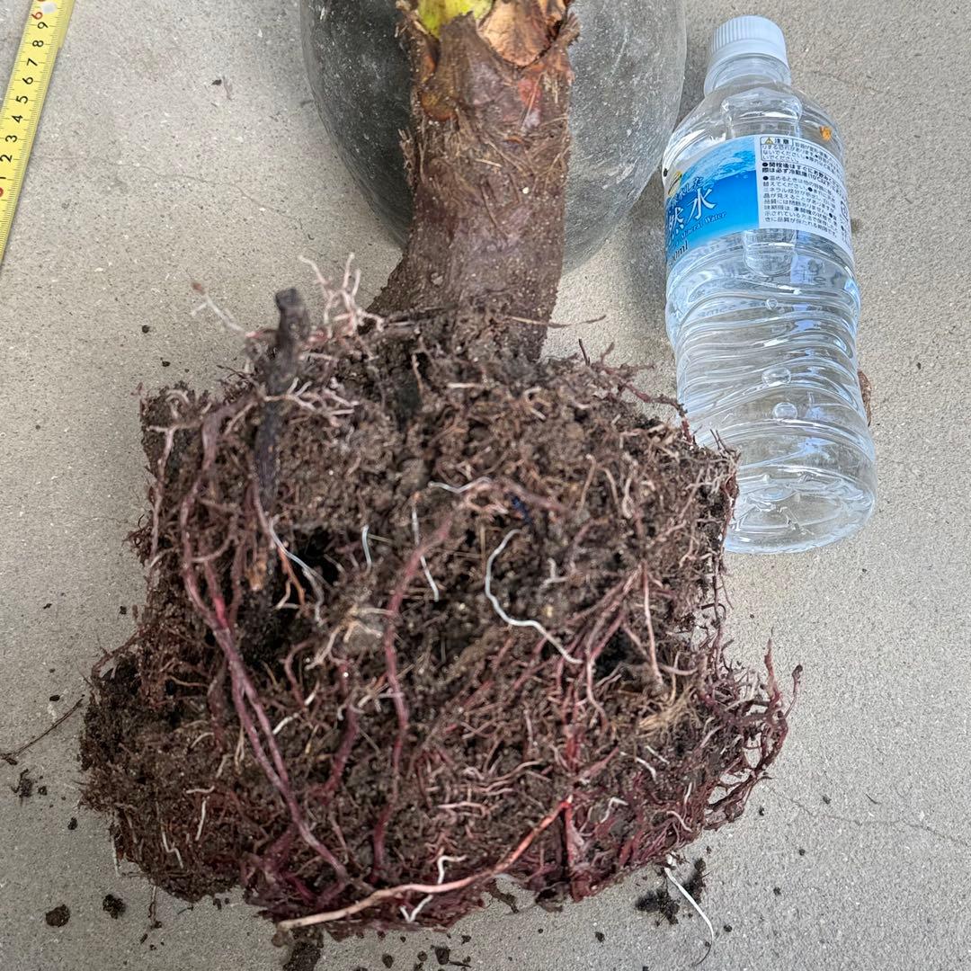 ユッカ アロイフォリア 斑入り②バリエガータ 千寿蘭