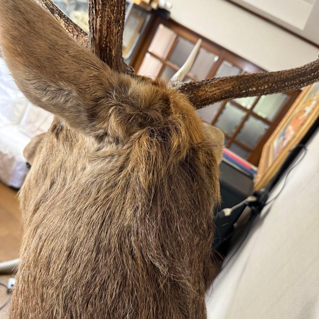 【引取限定】蝦夷鹿 エゾシカ ① 北海道 剥製 壁掛け ハンティングトロフィー