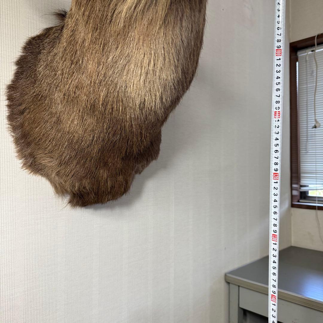 【引取限定】蝦夷鹿 エゾシカ ① 北海道 剥製 壁掛け ハンティングトロフィー