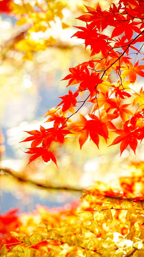 Sony α7 IV ミラーレス一眼 本体と付属品