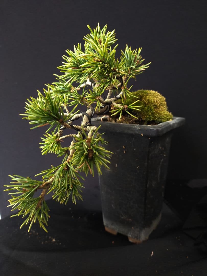 八房五葉松　盆栽　懸崖