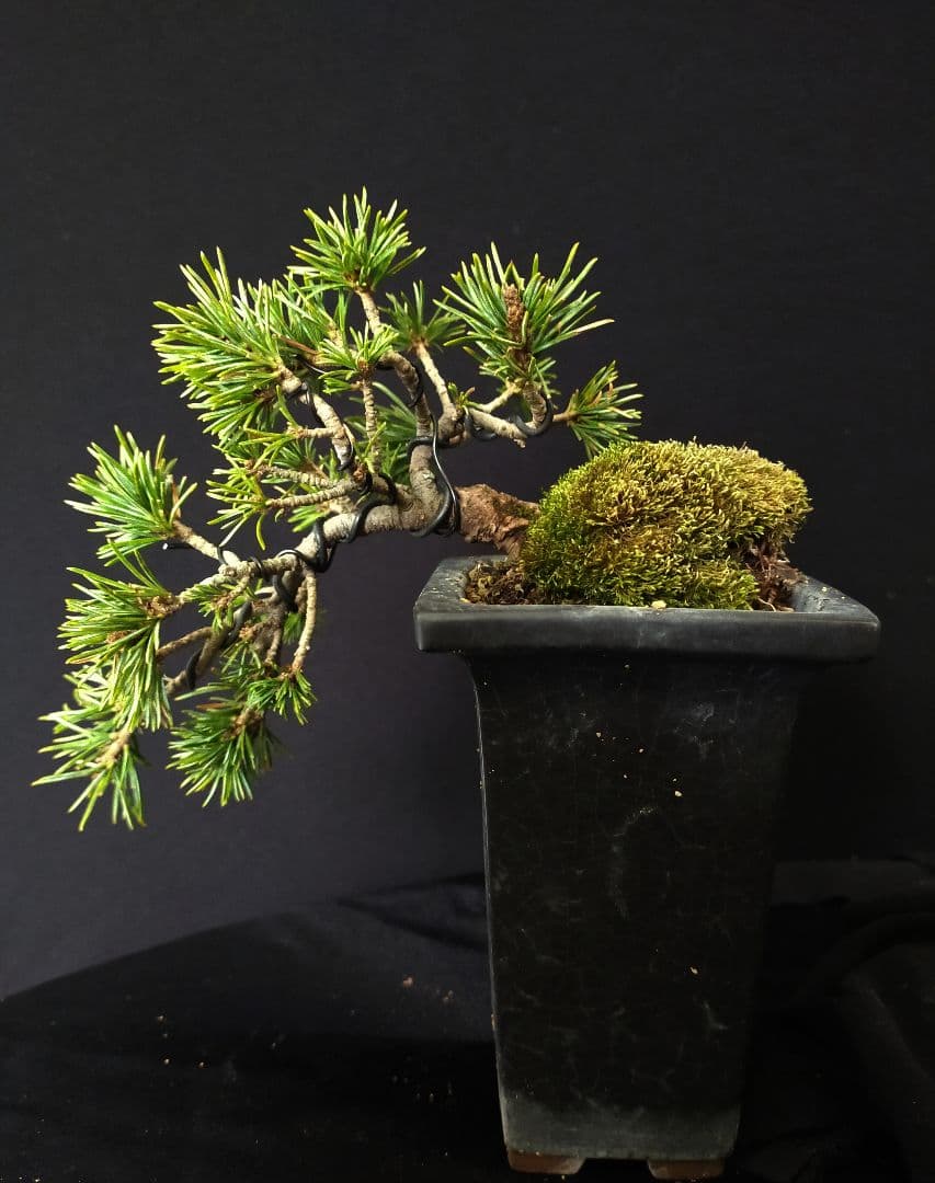 八房五葉松　盆栽　懸崖