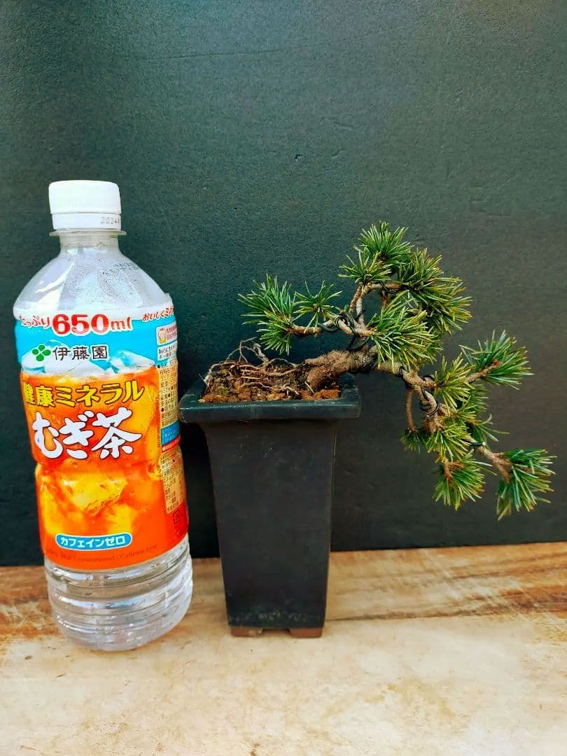 八房五葉松　盆栽　懸崖