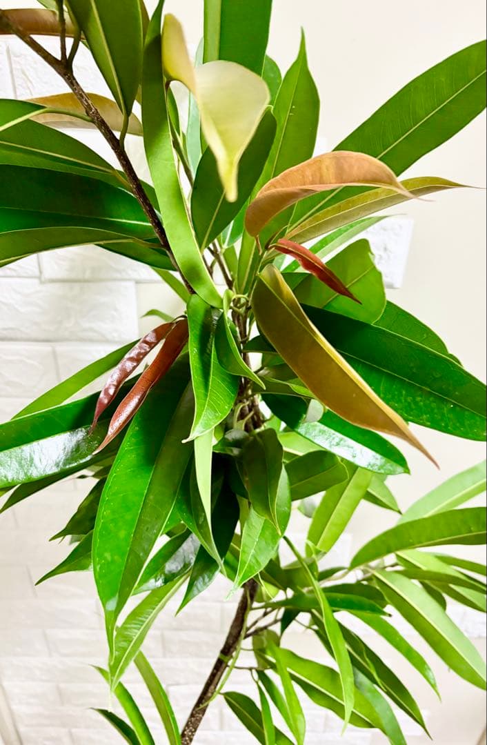 フィカスアムステルダムキング⭐️曲がり⭐️約150cm⭐️観葉植物