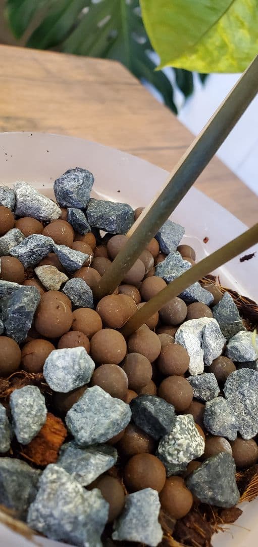 超希少（斑入り）アンスリウムの交配株です。