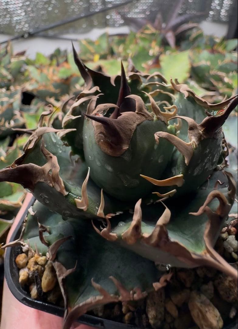 アガベ オテロイ実生 オアハカ 選抜株 (検 清櫻 皇冠 セオクラ チタノタ