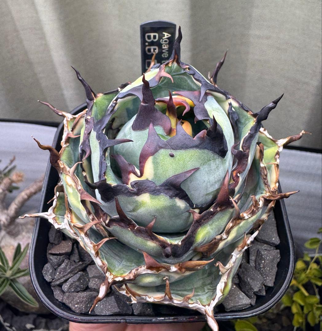 アガベ チタノタ BB ブラック&ブルー 白覆輪錦 親株