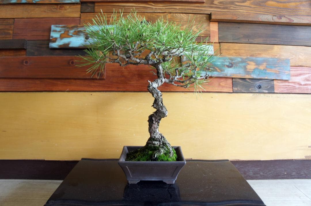 盆栽 『黒松』 インテリア 観葉植物 園芸 ガーデニング 送料無料 b144