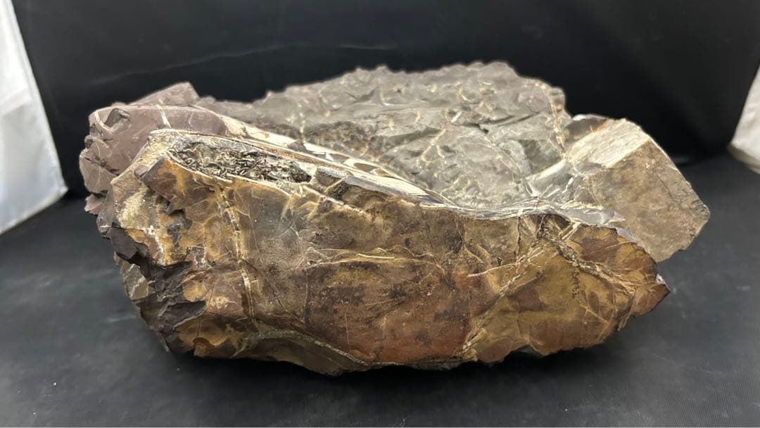 アンモナイト　化石　標本　置物