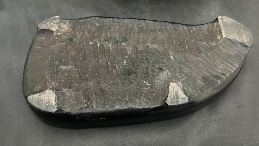 アンモナイト　化石　標本　置物