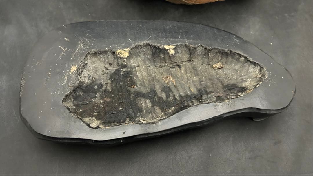 アンモナイト　化石　標本　置物