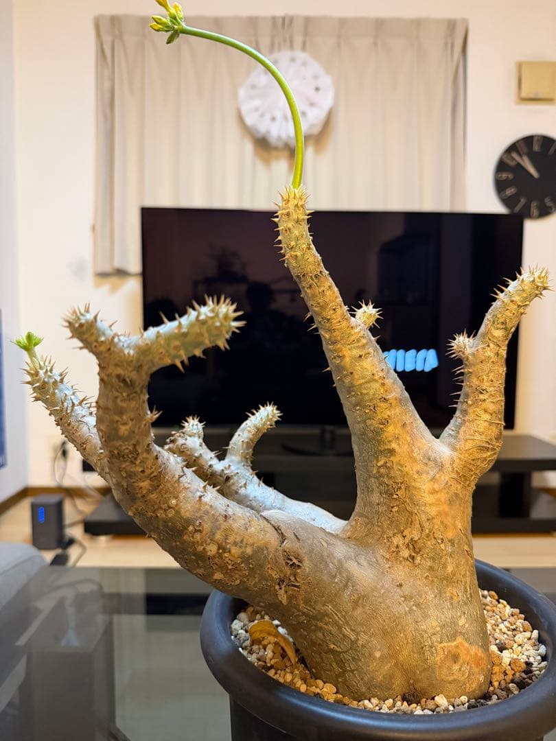 パキポディウムホロンベンセorマカイエンセ