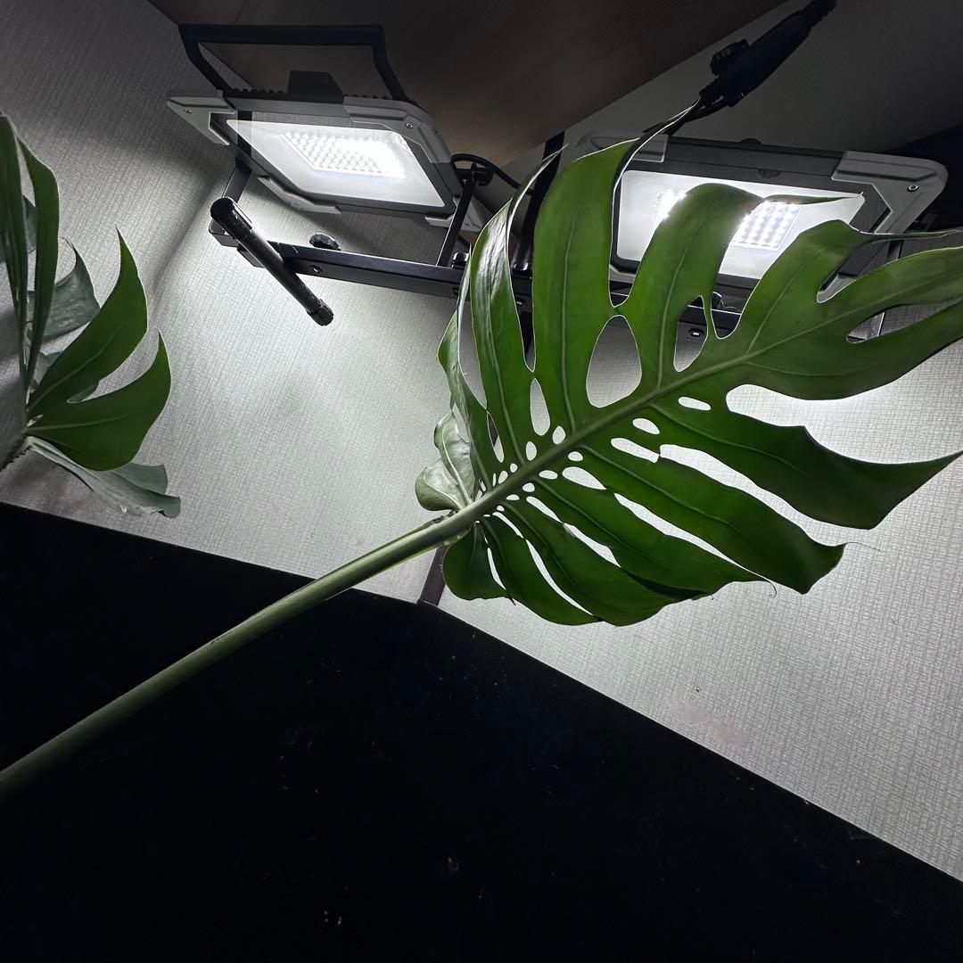 磯*孝様 モンステラデリシオーサマクロコズム超希少系統鉢植え78㎝