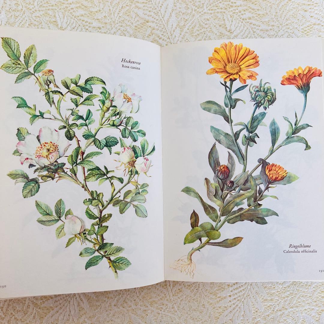 洋書古書　希少　ヴィンテージ植物図鑑　繊細で美しい植物画304点　画集　ドイツ語