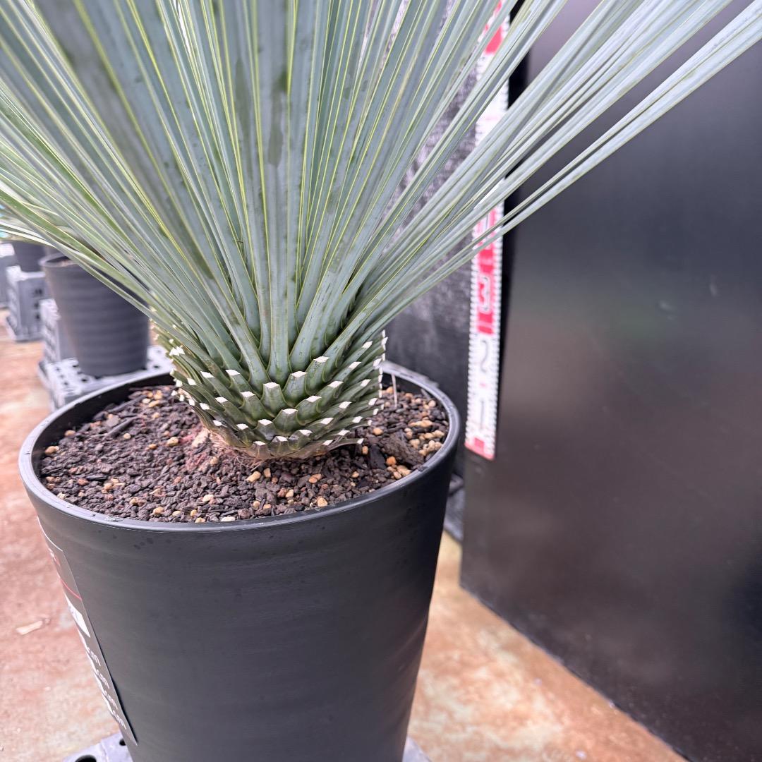 【AL1201】ユッカ　ロストラータ　ランチョブルー（品種名）　ダブルヘッド