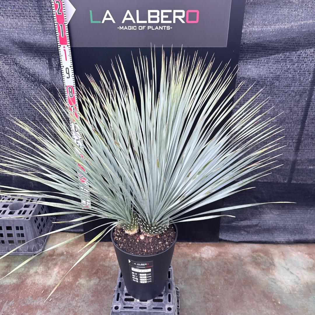 【AL1201】ユッカ　ロストラータ　ランチョブルー（品種名）　ダブルヘッド