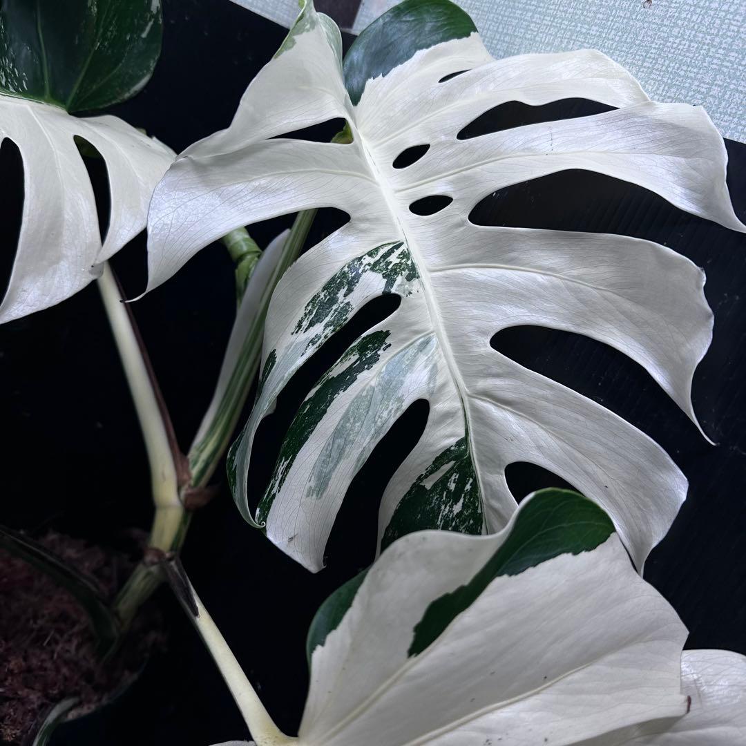 さ*ち様 斑入りモンステラ ホワイトタイガー極美大株72cm白斑多