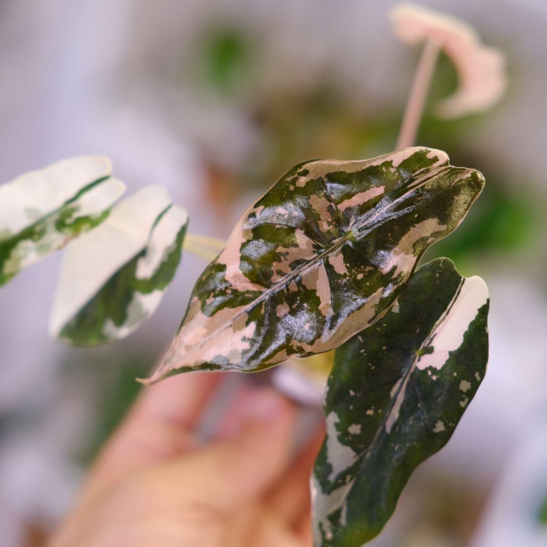 Alocasia chantrieri pink /アロカシア シャントリエリ③