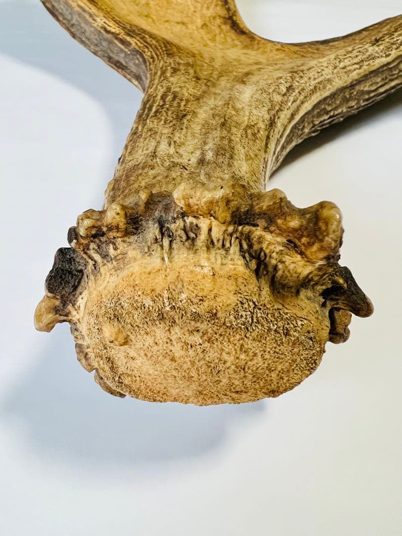 ムースの角（アラスカ）