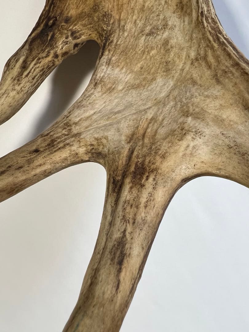 ムースの角（アラスカ）