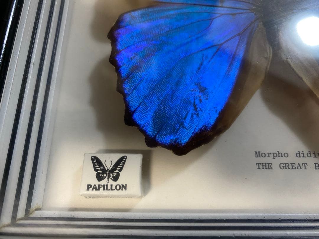 Morpho didius 蝶 標本 青色THE GREAT BLUE モルフォ