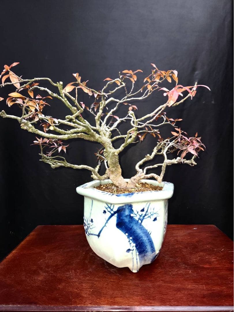 テイカカズラ 盆栽