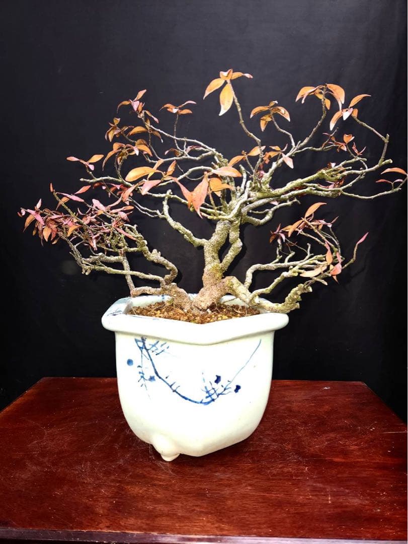 テイカカズラ 盆栽