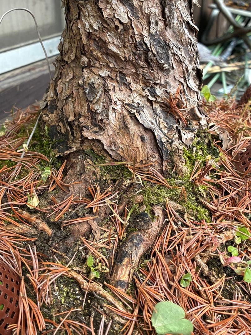 夜*き様 ★盆栽★ 赤石五葉松　E-15 樹齢100年以上　★愛媛県より発送★