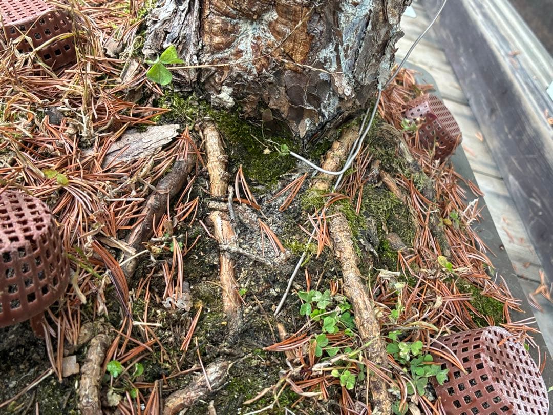 夜*き様 ★盆栽★ 赤石五葉松　E-15 樹齢100年以上　★愛媛県より発送★