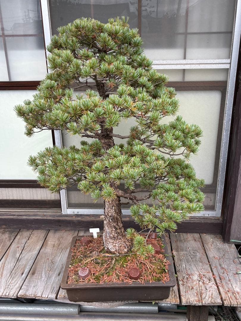 夜*き様 ★盆栽★ 赤石五葉松　E-15 樹齢100年以上　★愛媛県より発送★