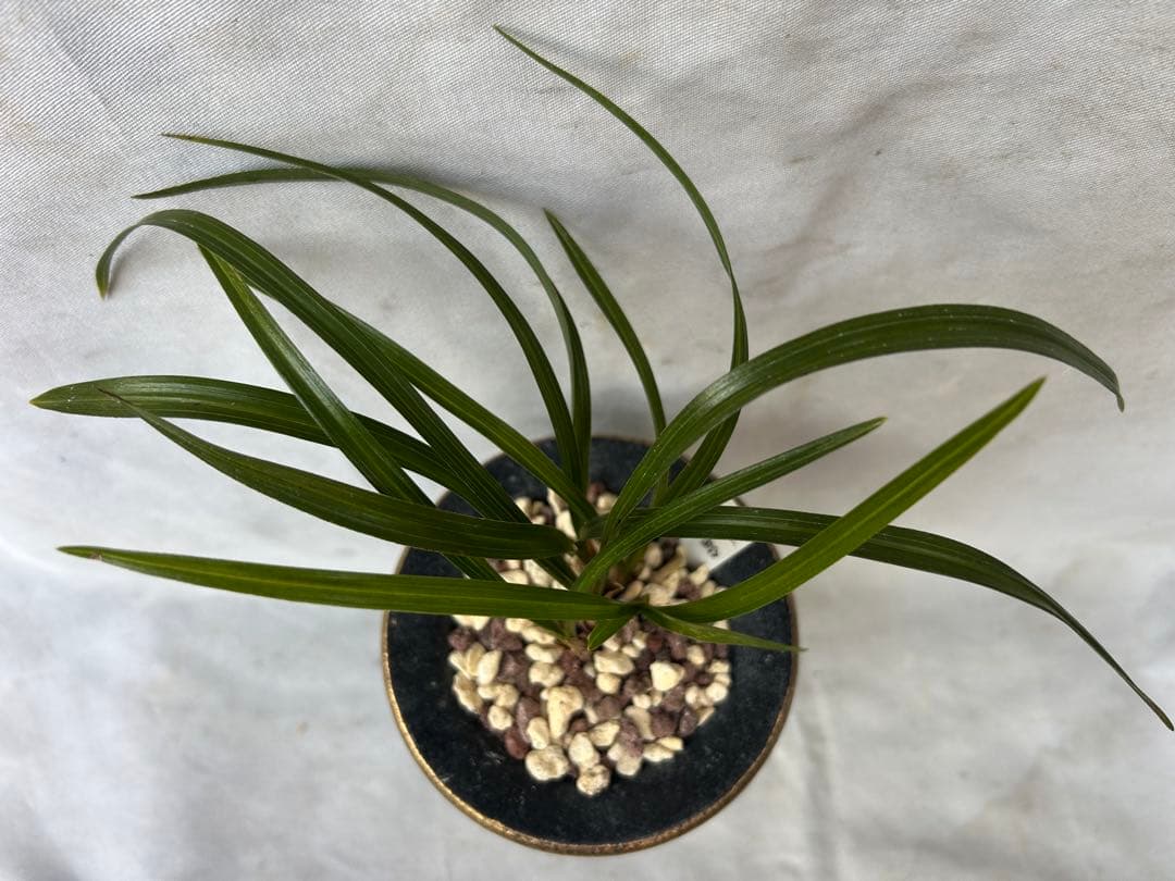 韓国春蘭★紅鈴★豆赤花★豆花★交配種★円弁★5本