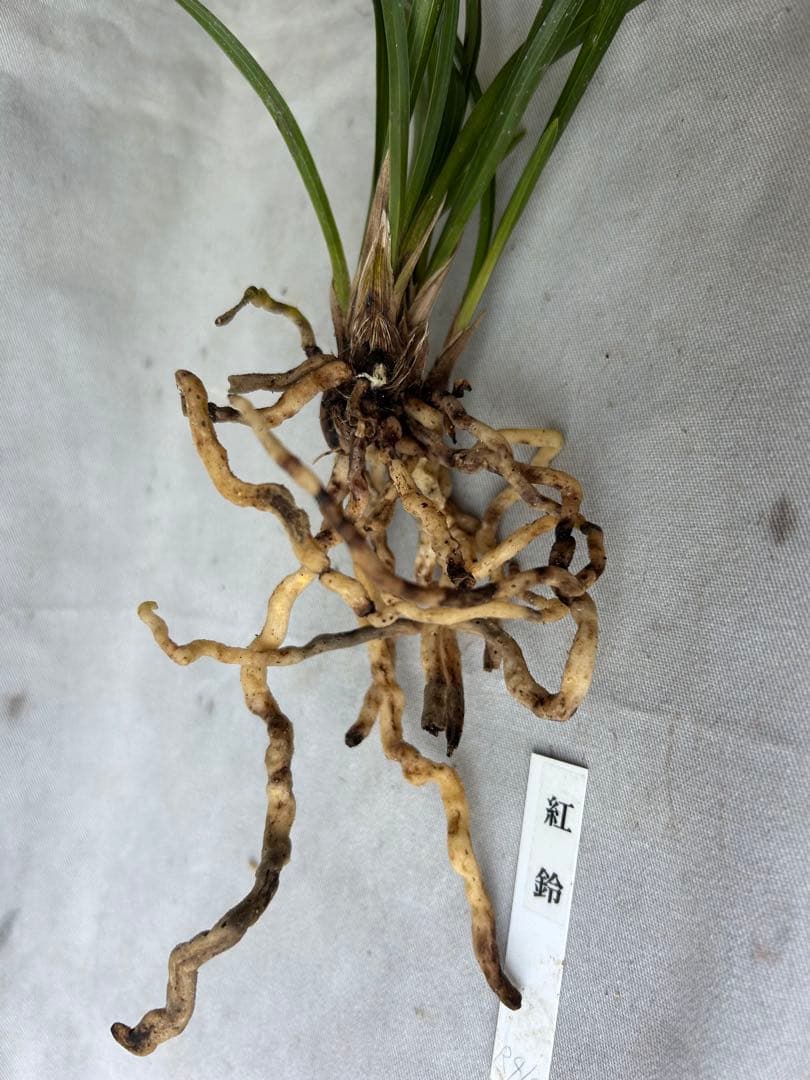 韓国春蘭★紅鈴★豆赤花★豆花★交配種★円弁★5本