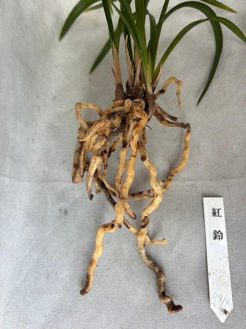 韓国春蘭★紅鈴★豆赤花★豆花★交配種★円弁★5本