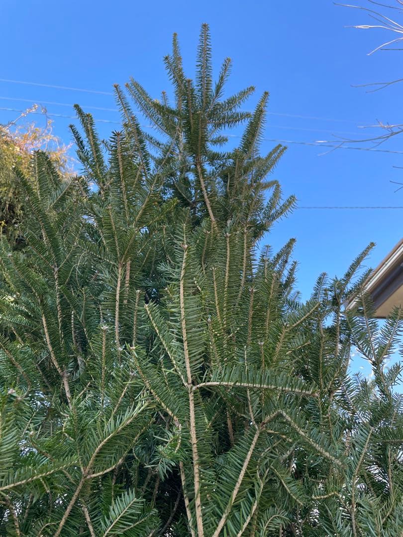 庭木　もみの木　ウラジロモミノキ　樹高約２８０センチ　引取り歓迎　久喜市　配達可