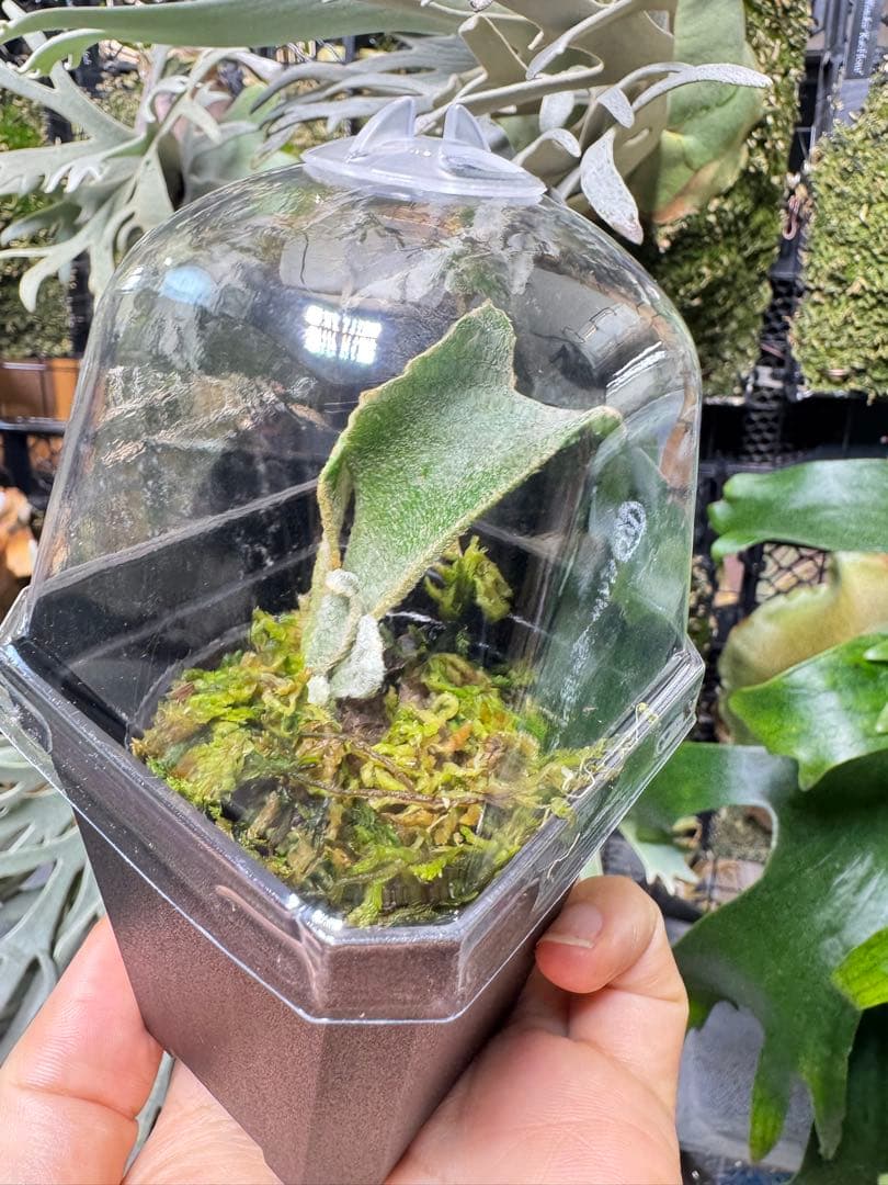 ビカクシダ kin-norn spore thick leaf#2 pup