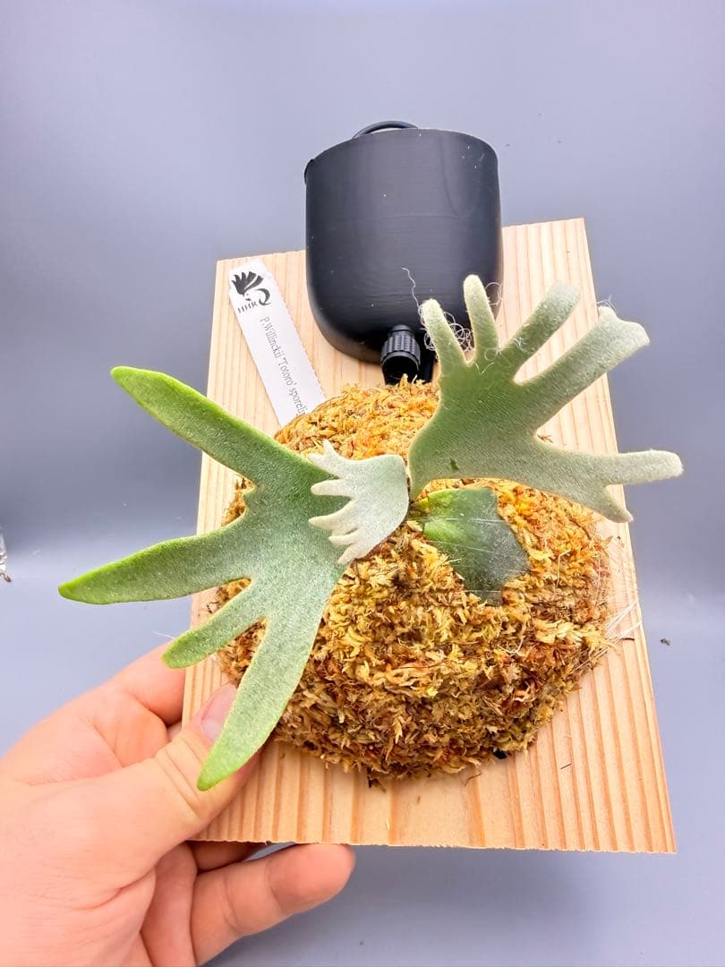 ＠みむ　ビカクシダP.willinckii Totoro spore