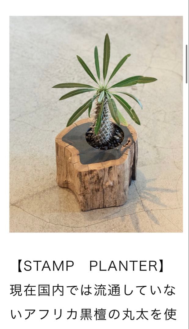 timber crew STAMP PLANTER 黒檀