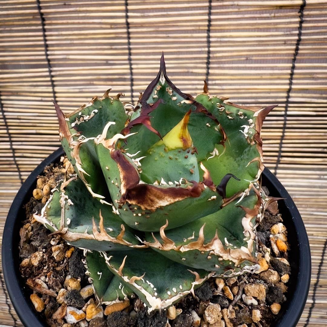 台湾産　アガベ　ブツブツ　麻花　中株