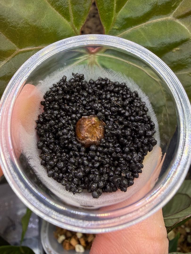 アロカシア斑入り品種小芋3種