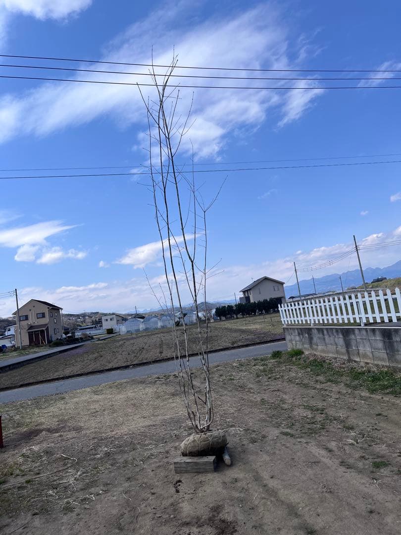 山採り アオダモ 自然樹形 雑木