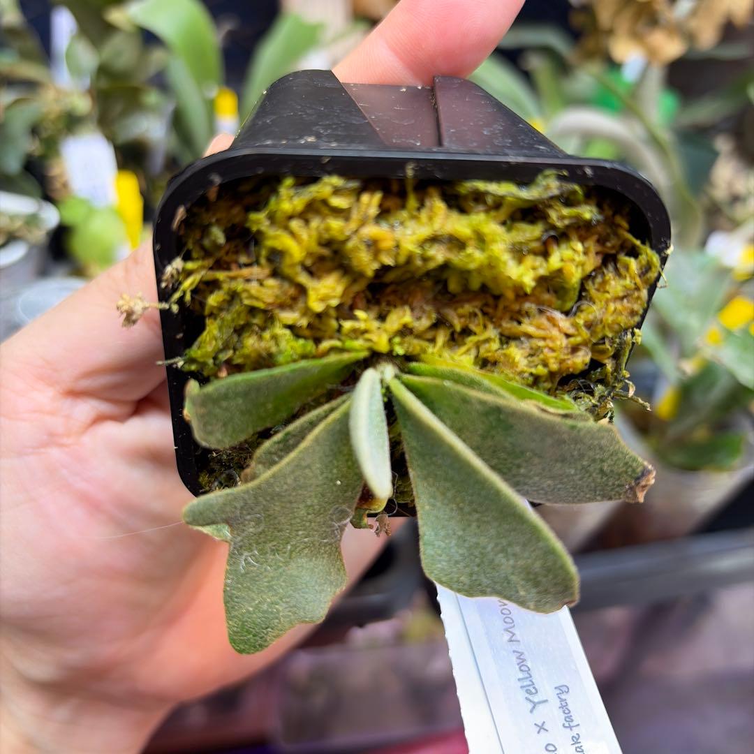 Celso×Yellow Moon×Dragon Claw Sporeling③