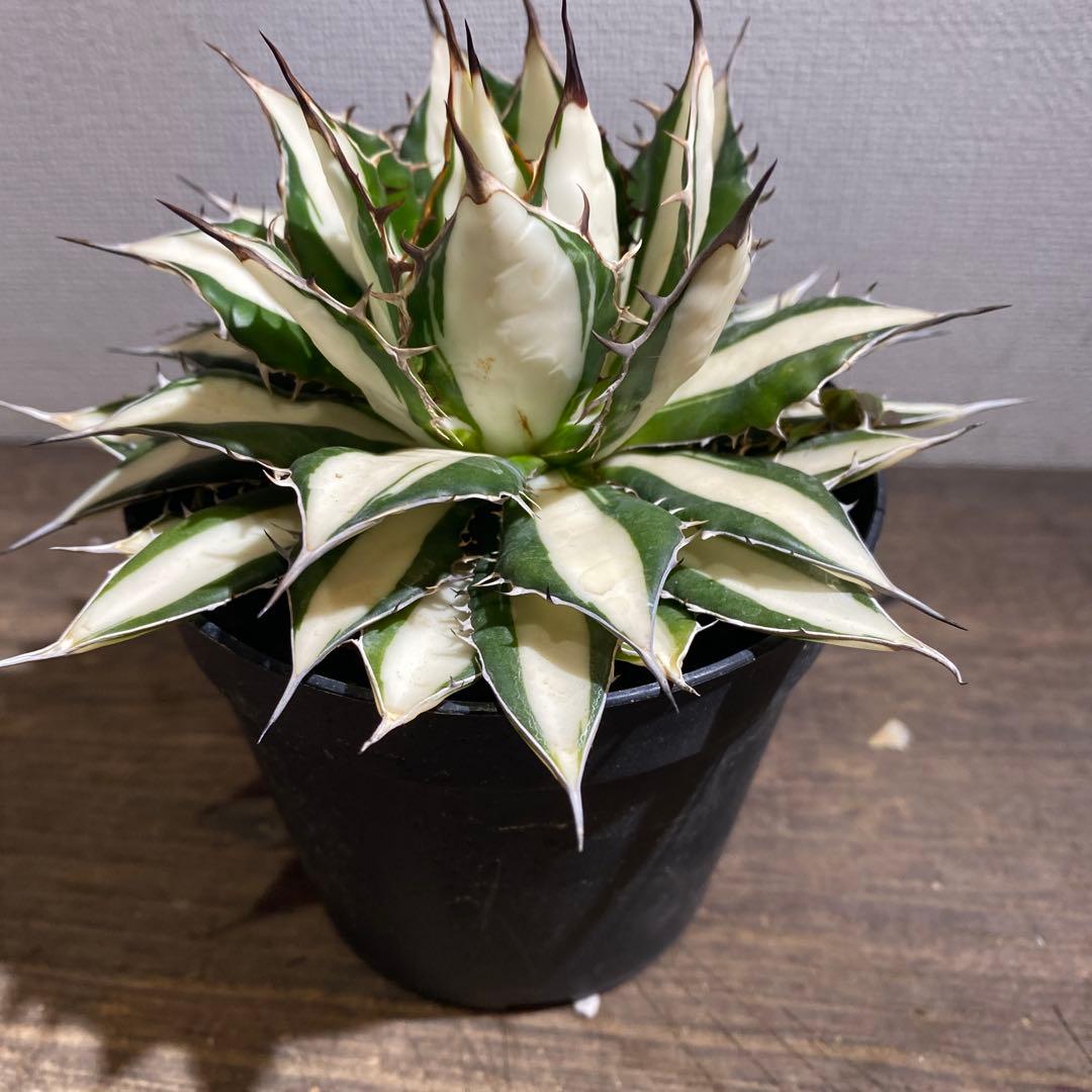 アガベ　ホリダ白中斑入　極上ラスト