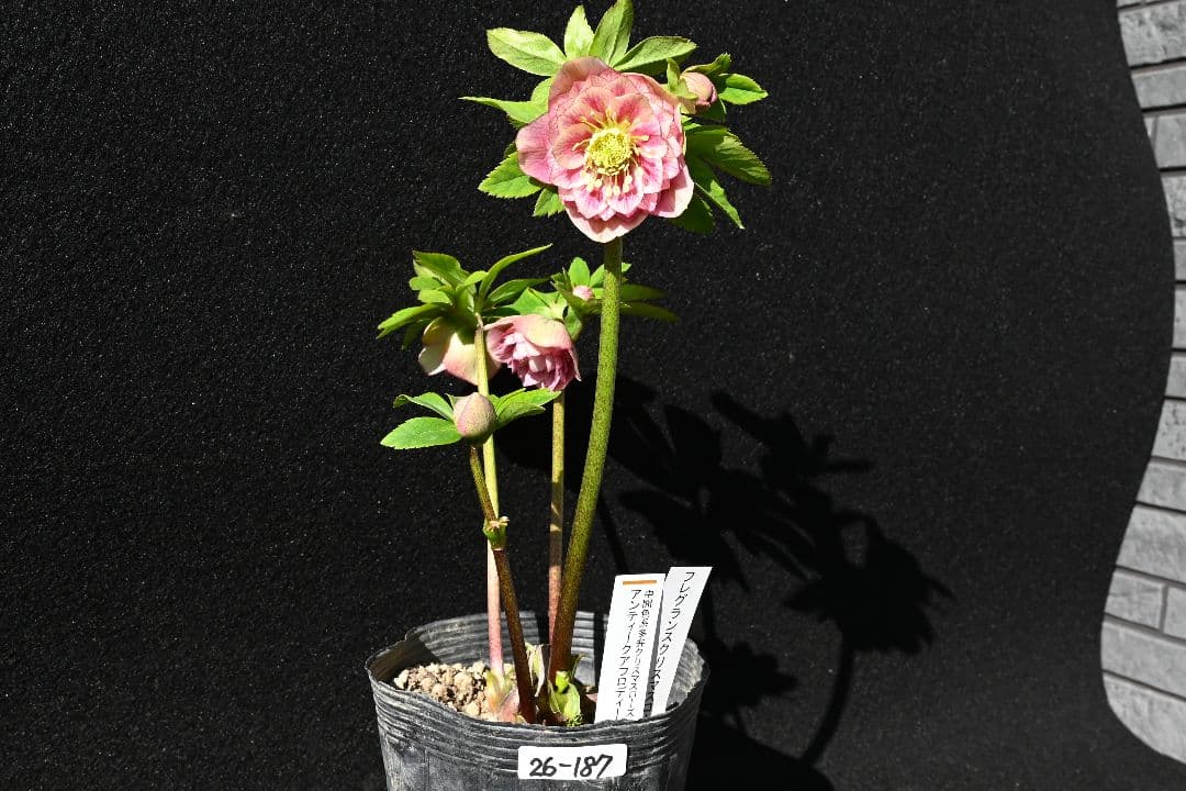 クリスマスローズ　認定アンティークアフロディーテ　フレグランスタイプ　加藤農園