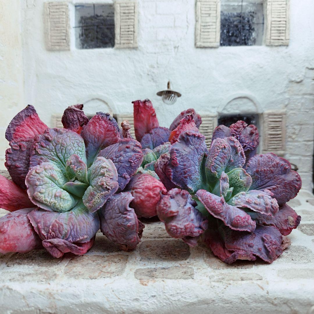 エンタ◎多肉植物 カット苗 輸入苗 エケベリア等