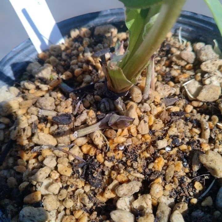 加藤農園。モーリー。セミダブル多弁クリスマスローズ