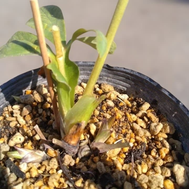 加藤農園。モーリー。セミダブル多弁クリスマスローズ