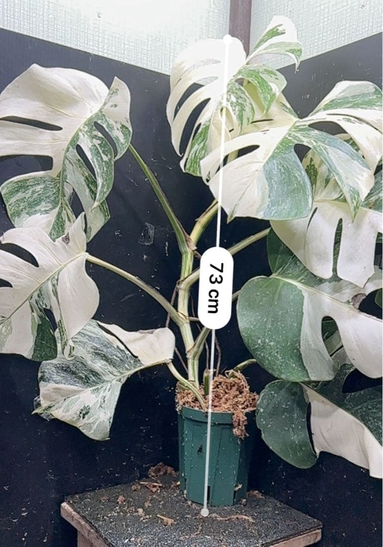 a*9様 斑入りモンステラ ホワイトタイガー極美大株73cm白斑多