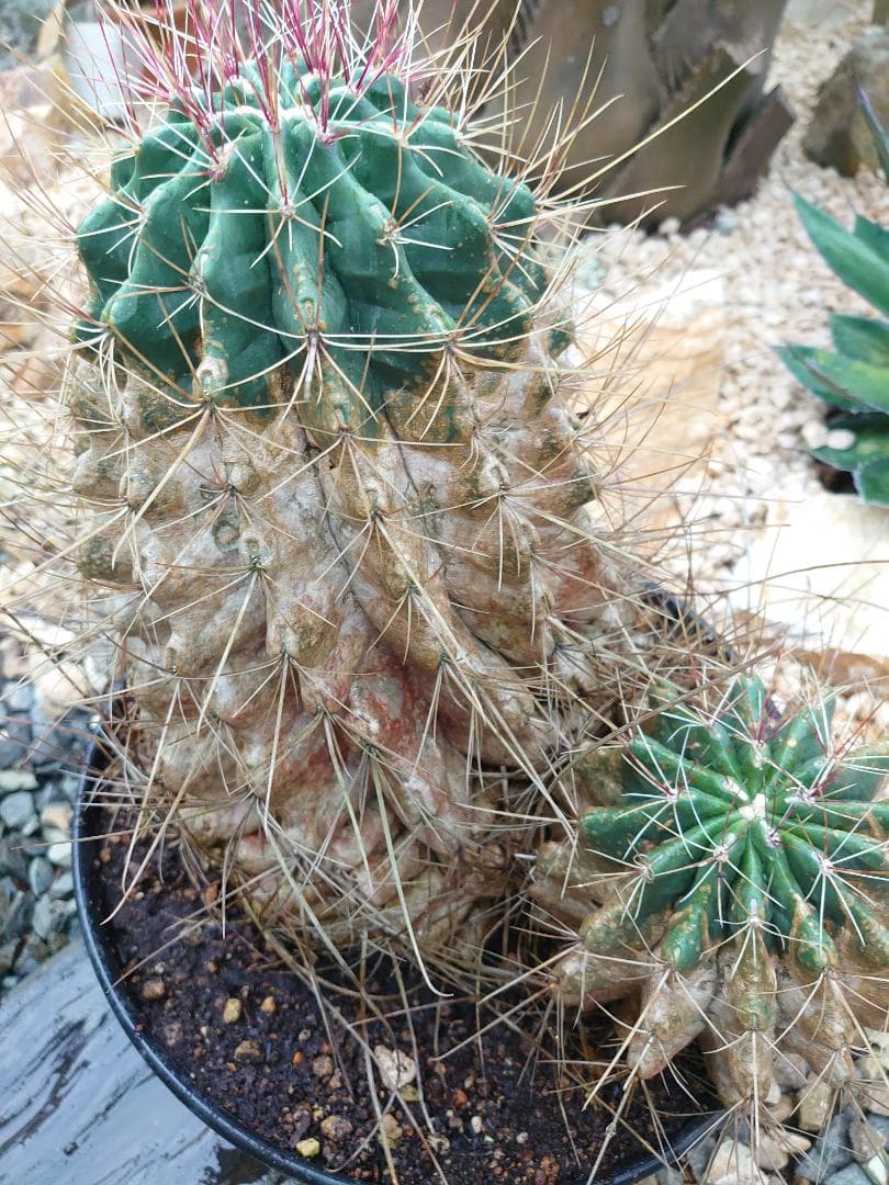 巨鷲玉 フェロカクタス 大株