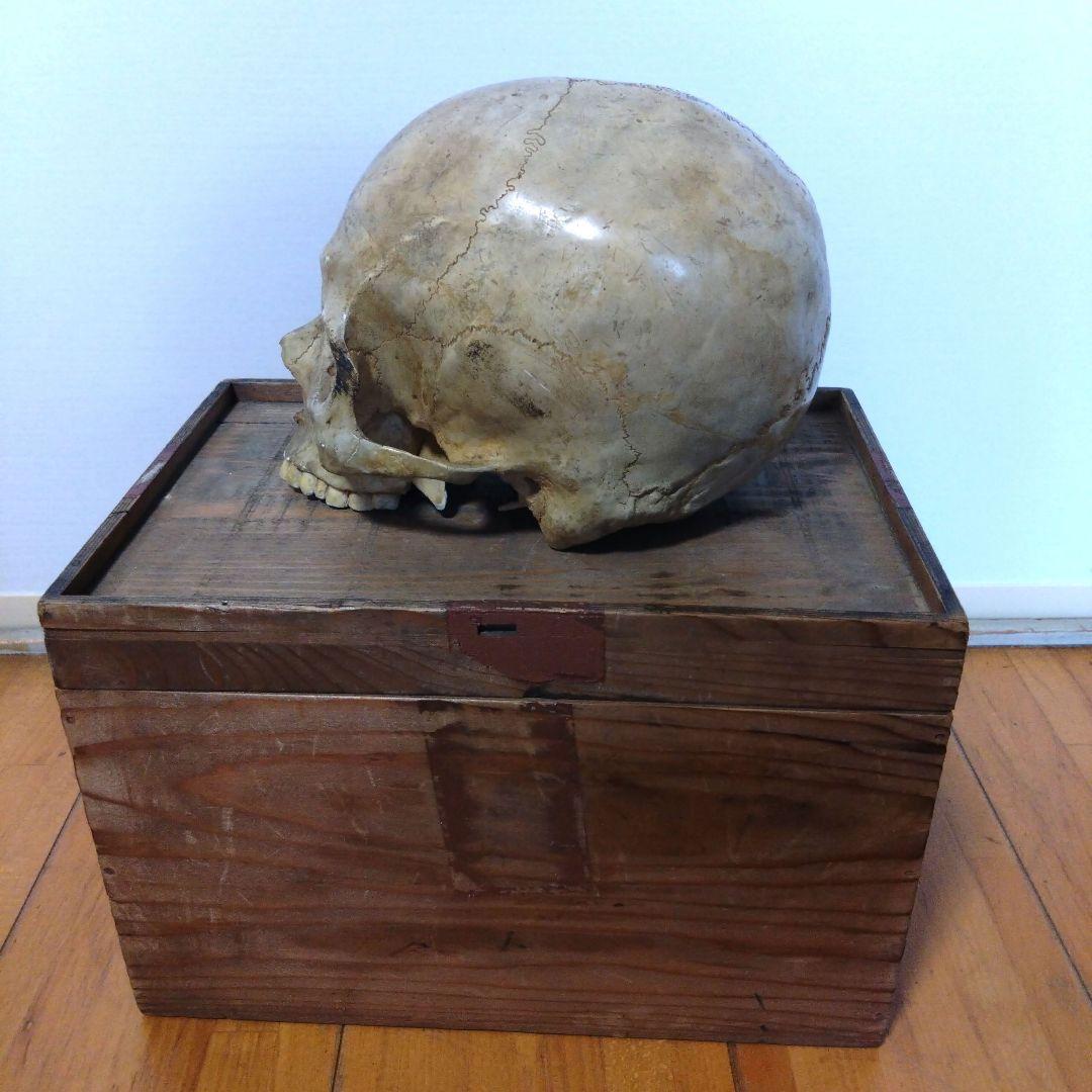 レトロな木箱入　頭蓋骨　　模型　田中狐峯製品