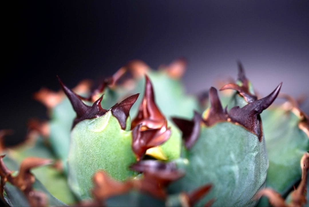 アガベ　チタノタ　プテラノドン　'翼竜'